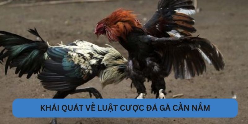 Khái quát về luật cược đá gà VN88 cần nắm