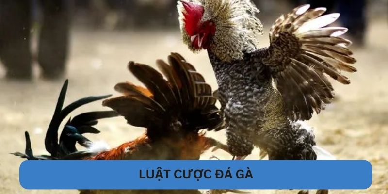 Luật cược đá gà VN88