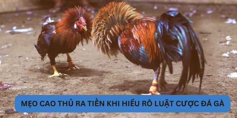Mẹo cao thủ xuống tiền sau khi hiểu rõ luật cược đá gà VN88