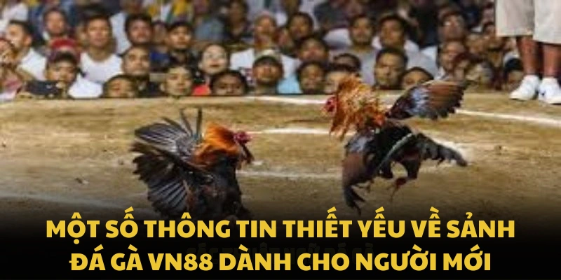 Một số thông tin thiết yếu về sảnh đá gà VN88 dành cho người mới